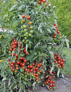 Plants de tomates cerises