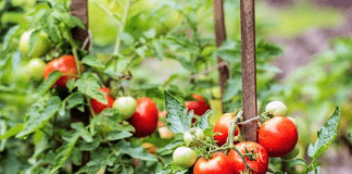 Plants de tomates du potager