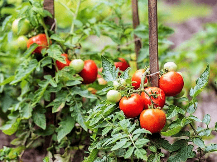 Plants de tomates du potager