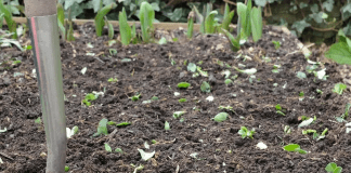 potager l'hiver