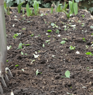 potager l'hiver