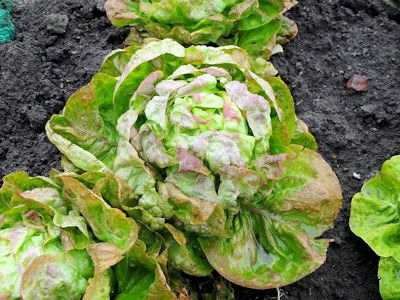 Salade brune d'hiver