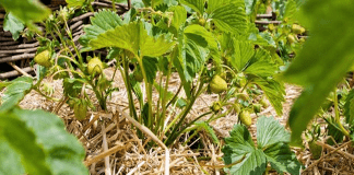 paillage du potager