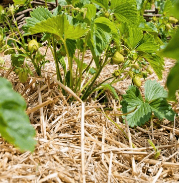 paillage du potager