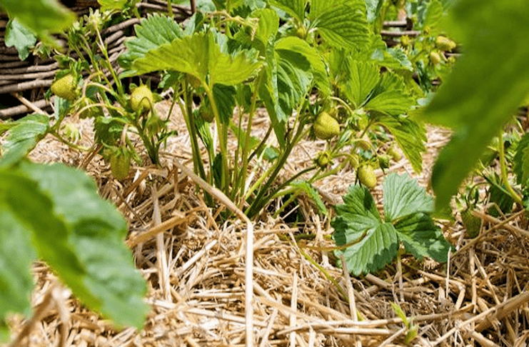 paillage du potager