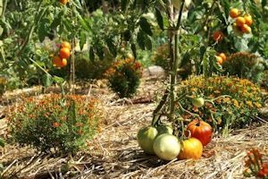 Paillage des plants de tomate