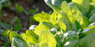 épinards du potager