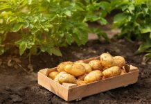 Plants de pommes de terre