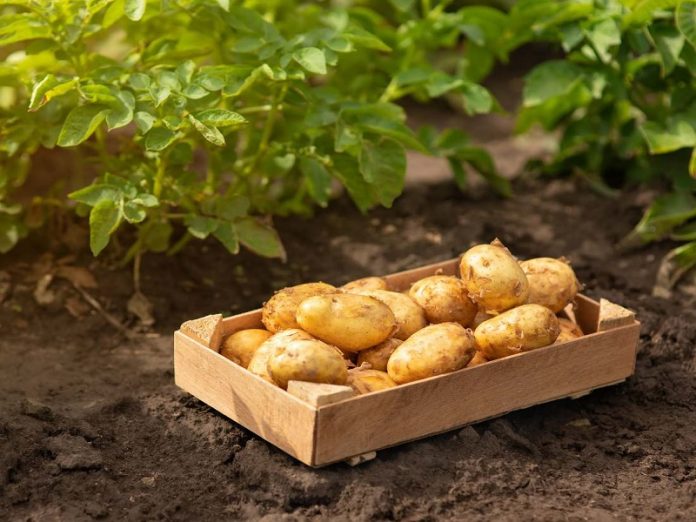 Plants de pommes de terre