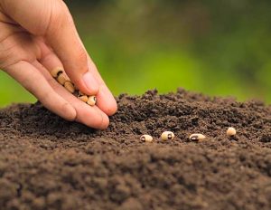 Aide à La Semence : Tableau Des Semences - Calendriers - Bio Potager