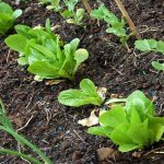 association potager